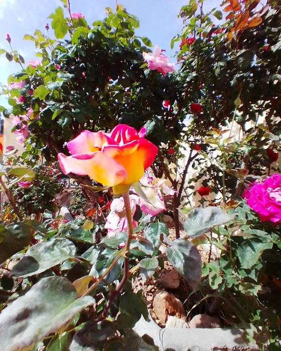 Orgaz Apartment | Las/Rosas