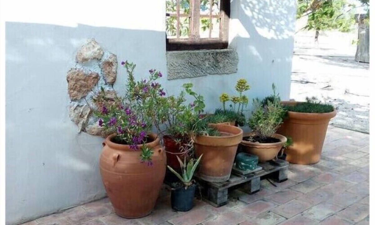 Yecla House | Rural house El Olivar de las Pepinas