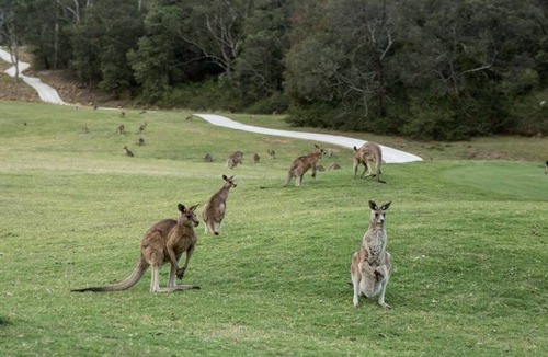 Anglesea Apartment | Anglesea River Apartment 23