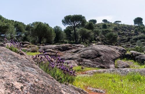 Las Jaras House | Casa los Jardines del Lago
