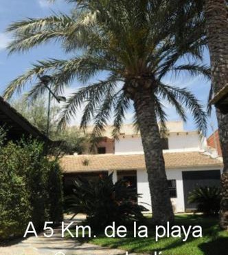 Sun & Palm Trees