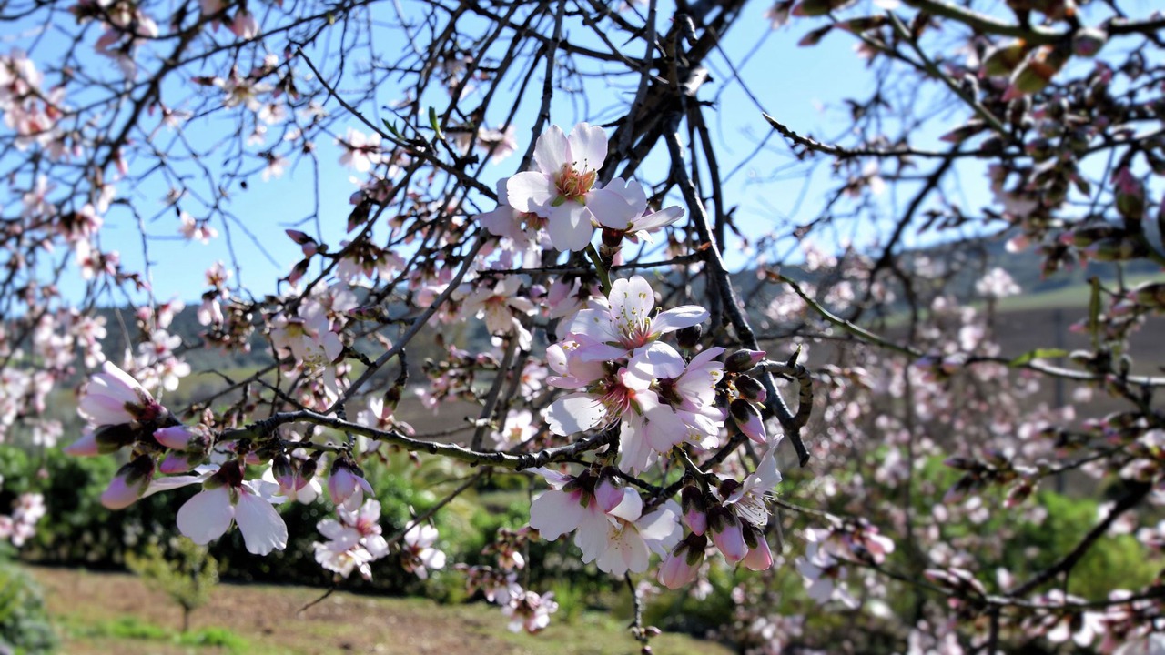Photo of Outdoor in Almogia