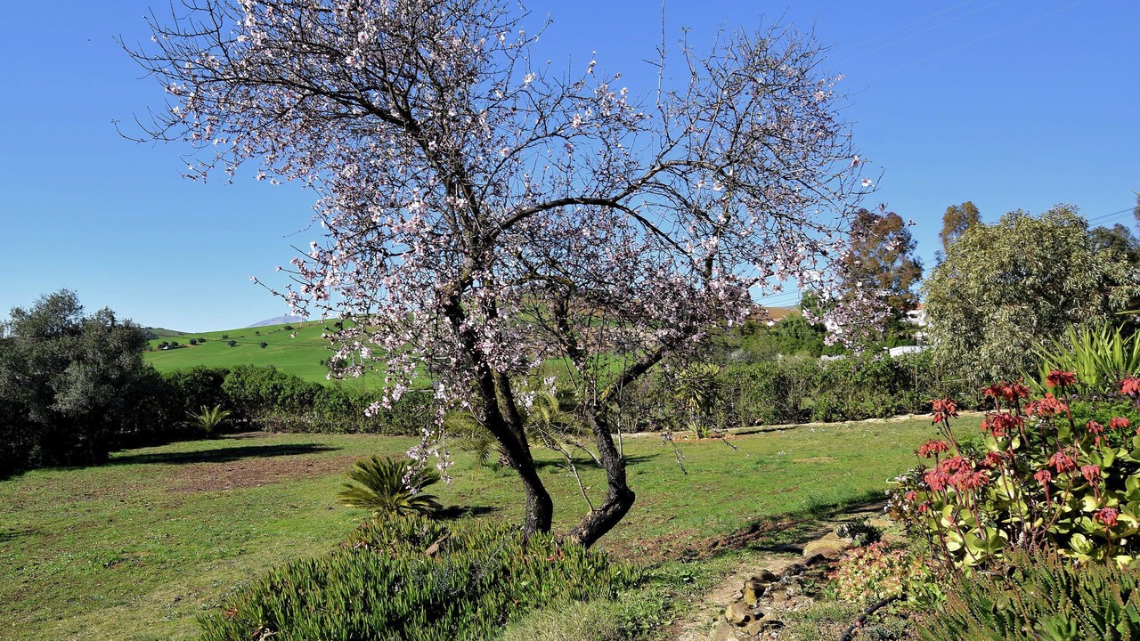 Photo of Outdoor in Almogia