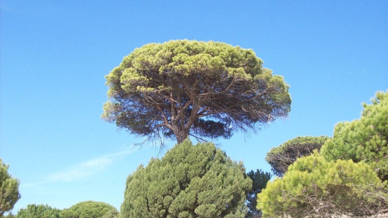 Photo of Others in El Portil
