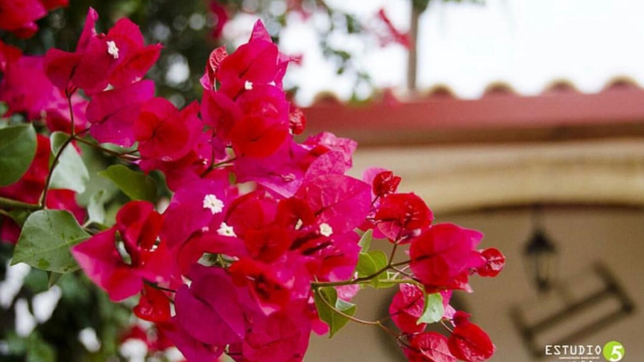 Photo of Outdoor in Marchena