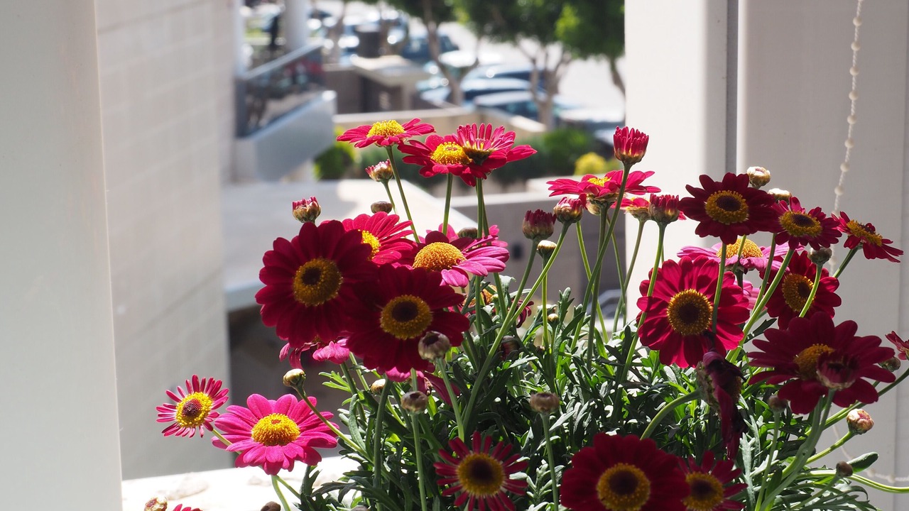 Photo of Others in Ibiza Town