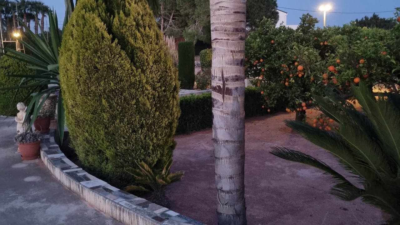 Photo of Outdoor in Elche