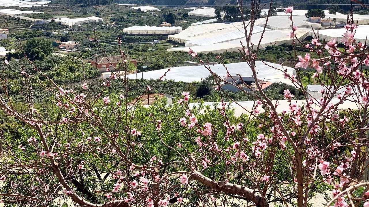 Photo of Outdoor in Callosa d' En Sarria