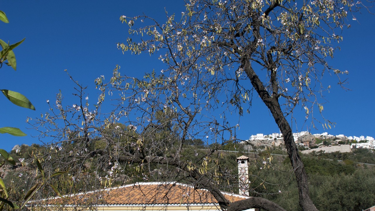 Photo of Others in Comares