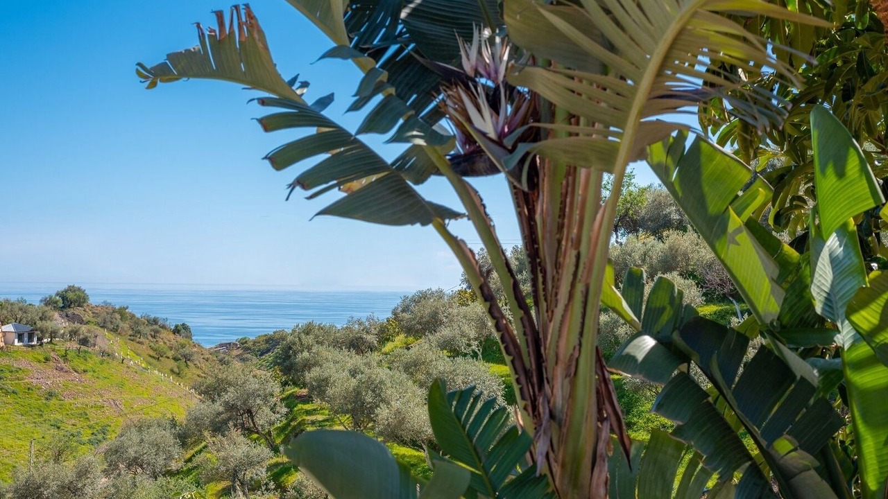 Photo of Outdoor in Benagalbon