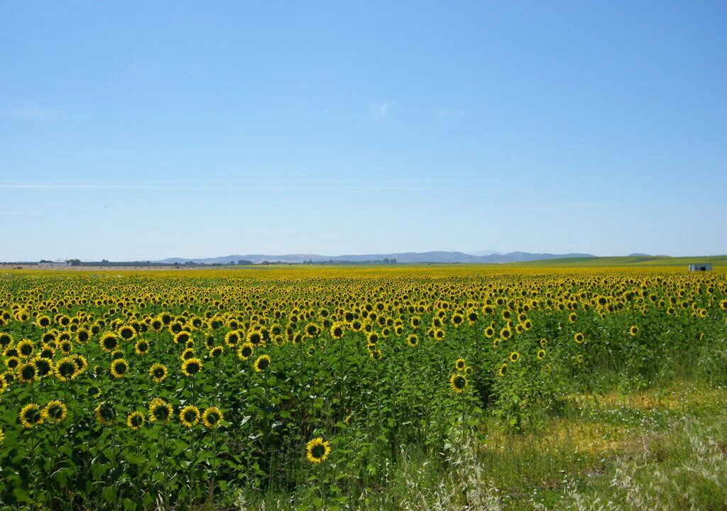 Photo of Outdoor in Arahal