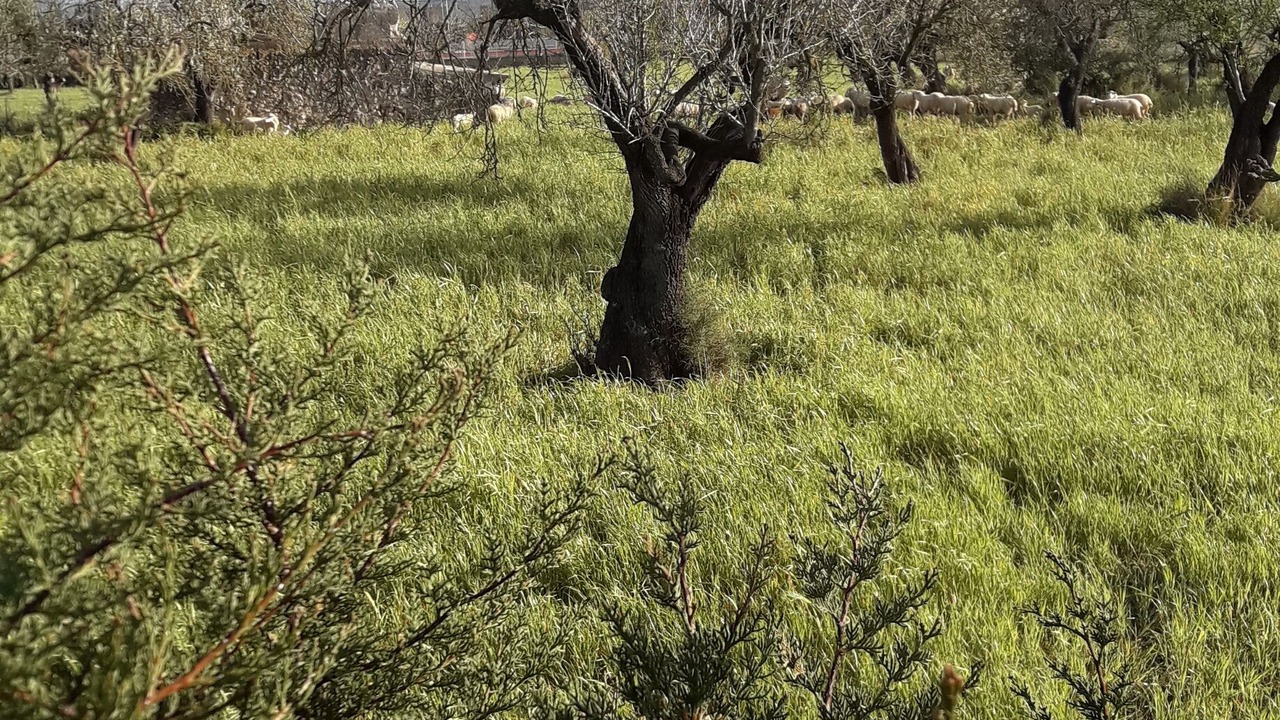 Photo of Outdoor in Inca