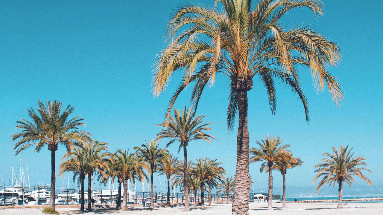 Photo of Others in Puerto de Pollensa