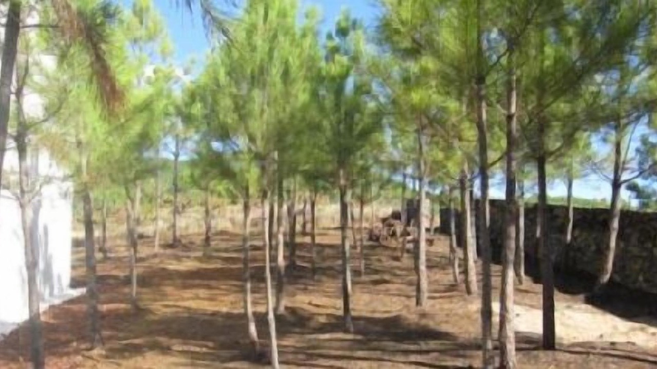 Photo of Others in Pinofranqueado