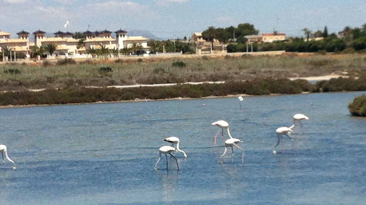 Photo of Others in La Marina