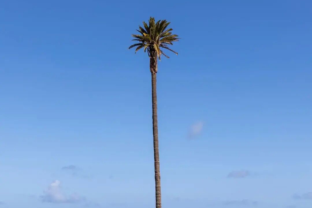 Photo of Outdoor in Firgas