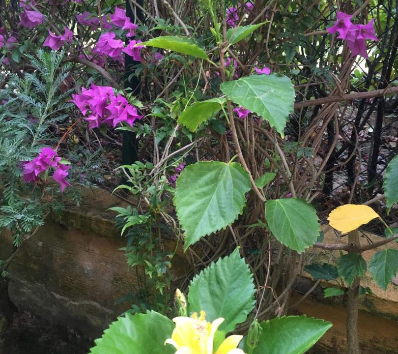 Photo of Patio Balcony in Costa Esuri