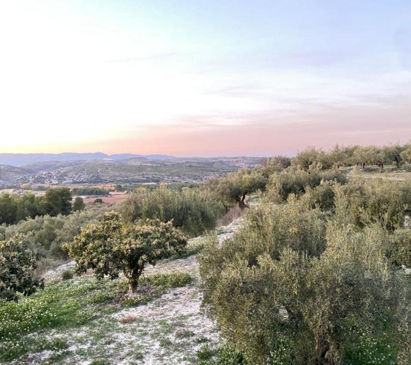 Photo of Others in Alfafara
