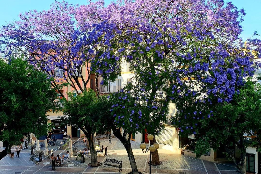 Photo of Others in Jerez de la Frontera Old Town